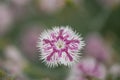 Hainburg spring carnation Dianthus lumnitzeri Tatra Fragrance white striped purple flower